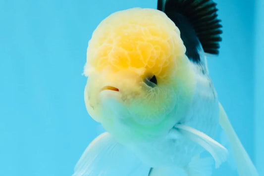 CUTE LEMON HEAD ORANDA